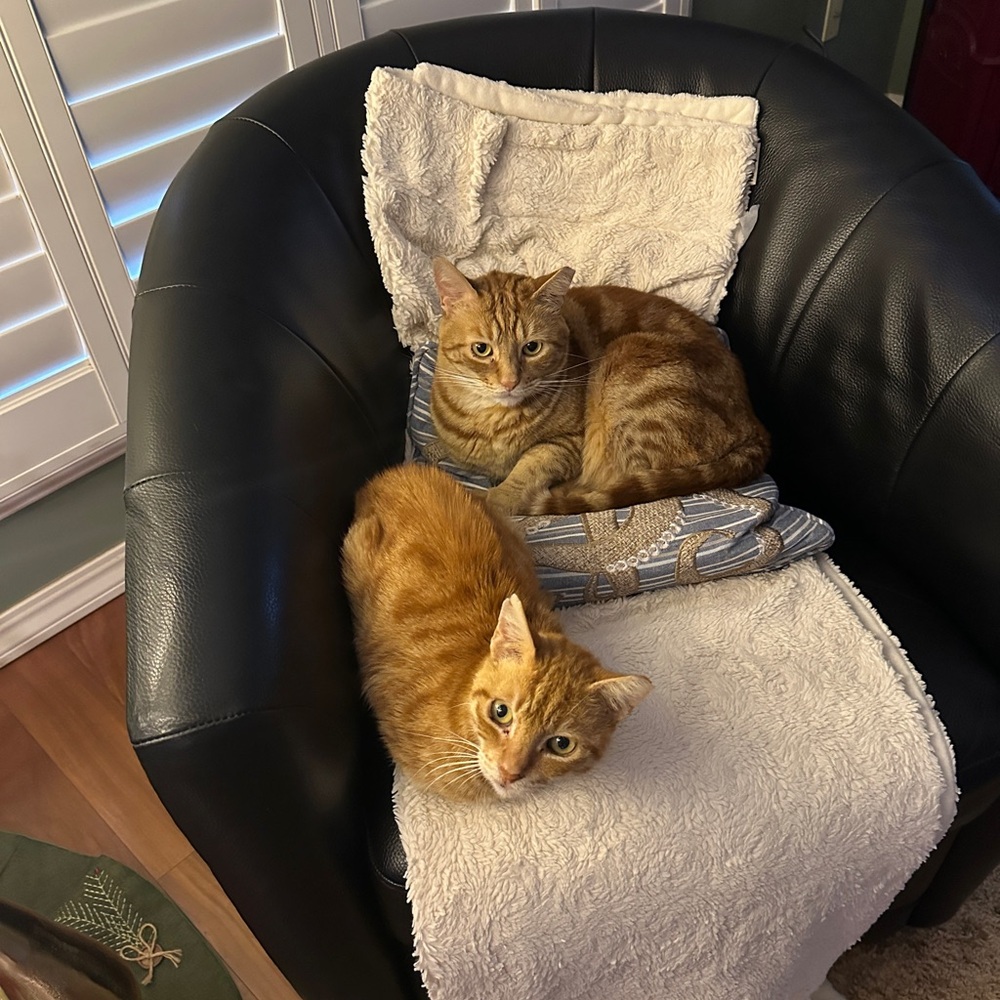 Junior - FOSTER cat with successful adoption 🎉😸🩷